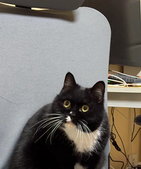 ��˵��ţè���׳��֣�è���칫�Һ󳤳ɡ���ţ����