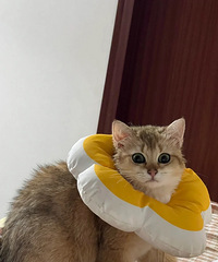 �����è���񱻴�θ�������ˣ�Ҫ��Ҫ����ʳ����