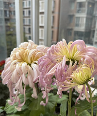 ͻȻ���Ͼջ�����ĩŭ��9�裬�о�����������5��