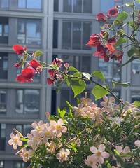 ��������̨�Ǻ�ɫ�ģ�С�ջ�������÷���ú�����