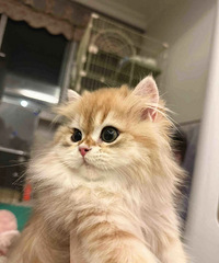 ͻ����飡˵˵���ǵ�èè��ɶ������ʲô���壿