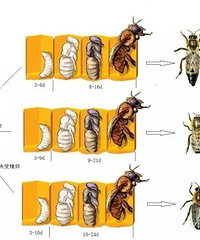 蜂巢探秘,走进蜜蜂王国,当一回小小养蜂人