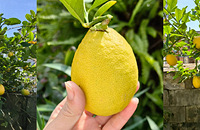 ��������ʼתɫ�ˣ��زð��궥����3�꣬���ȷ���