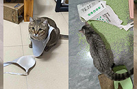 �ϰ�͵͵�򿪼����أ�������Ƶ���èѪѹ�����