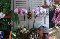 ÿ��һСʱ�ֻ�����С԰�ӣ�Զ�롰����մ�������