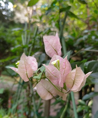 ����÷һ��붼���������͸��ھӺ󿪵Ļ��ȣ�����