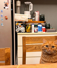 ������ҵĴ��٣� ������Ҫһ����è��������