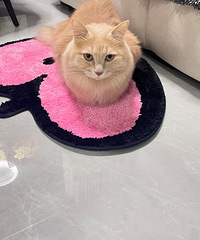 ����ĵ�̺�ӵ��ϻ�û�ã��ͱ�è��ռ��