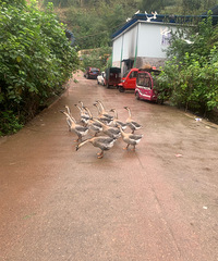 �볤�ڴ���ũ���ˣ���������һ���Լ�������Ѽ����