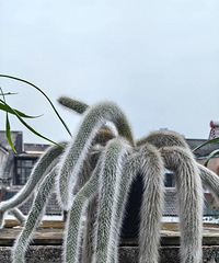 ��������ľ�β��������ʮβ����