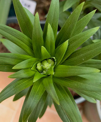 [����]����˵�������ֲ��ʺ�����ٺϣ�ŭ��14��Ʒ�ְٺ�����