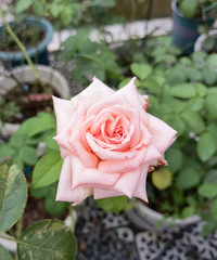 ǿ���Ƽ�һ���¼�Ʒ�֣������Ʊȿˣ������ڻ����