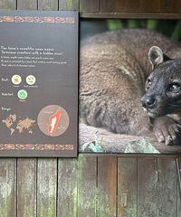 û�뵽���������è��С�Ķ����Ȼ�Ǻ���ɱ��