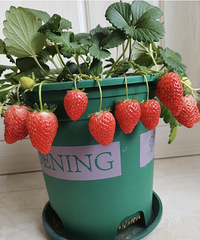 �óԵĺ��ղ�ݮ29.8����4�裬�����������ֺ�