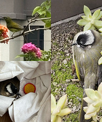 �������һֻ��ײ������̨���Ų�����