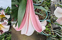 ��һ���ֶ��������ٺϾͿ���ô�ã�������������