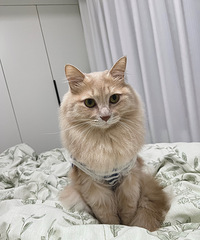 �ֵ���è����ļ��ڣ������ˣ����è�걻����û