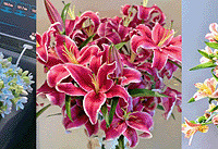 �ذ�����9.9/֦��õ��ٺ�11Ԫ/����������