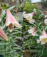 �ﲥ�İٺϿ��ˣ�֦�ɸߴ󻨶�������