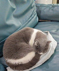 �����è�����ճ�����ˣ�ÿ�춼Ҫ����