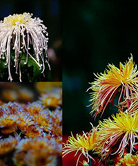 �����չ��ʼ�ˣ���ȥ��ͯ�����