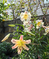 ����׽����·�����ٺϣ�һ������5������