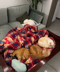 ��ô򶶶�����è�����Ƕ�����ôȡů�ģ����Ƽ�