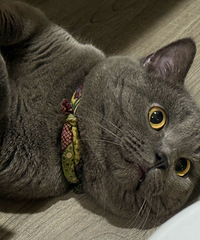 è����6���Ҫ�Է������ֻ����ӻ�׼ʱ