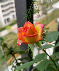 89170CMĸ飬ϣԷڱ山