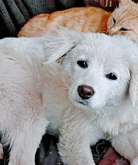 λϼүүʼ߻ˣǶζӦ߻ģ