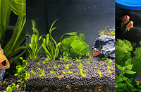 ��Ѫ���������㣬�Լ����ֲ�������һ����̬���