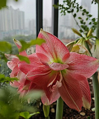 �����ǣ����ǵ��춥�쿪û