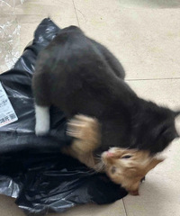 ��һֻè������ֻè����ʲô���𣿳��˲�ʺ