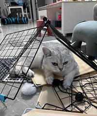 �������ˣ�è�ڼ�Ҫ�����ˣ���������˯�ǽ�