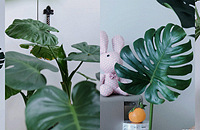 ˼·�򿪣��������Ĺ걳Ҷ��Ҫ�ӣ���ƿ�ܹܼ�����