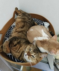 ��һֻè������ֻ��ɶ����