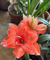 ���춥��ļ��ڣ������˳ɹ���