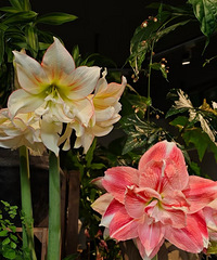 �춥��Ļ����ù԰�������ɹɹ���ǵ��춥��