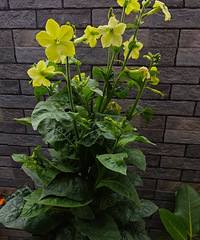 ���˿�С�ںÿ��Ļ��̲ݣ���ɫ����������