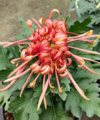 �������տ��˿�����ٵ�