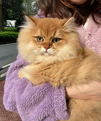 è���������ů�ֱ����԰�