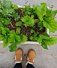 �ֲ˲��ף�ѩ��ѥ��������