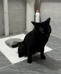 ѧ��������Ҳ������èɰ��