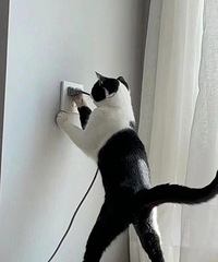 ��ҵ�è������ʲô�����ģ����è������������