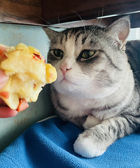 ��ĩ�ڼ������û��è�ԣ�è��������Ҫ����