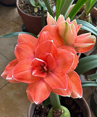 �춥��ļ��ڶ����˳ɹ���