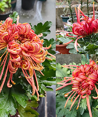 �������տ����ˣ����;���������ٵ�