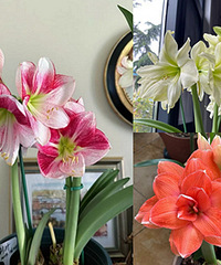 ���춥��ļ��ڣ������˳ɹ���