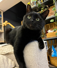 è����޹޺󣬾�ɥ������ģ�����ʲ����˼