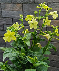 С�ڵĻ��̲ݣ���ɫ������